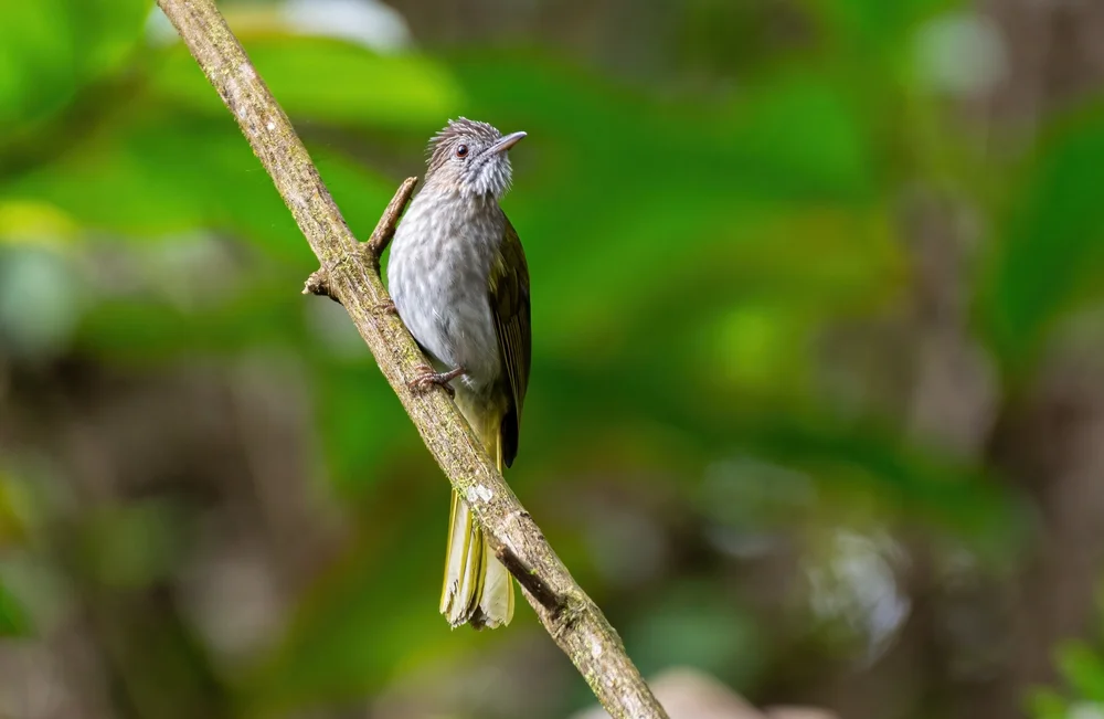 Grüner Bulbul (Ixos virescens)