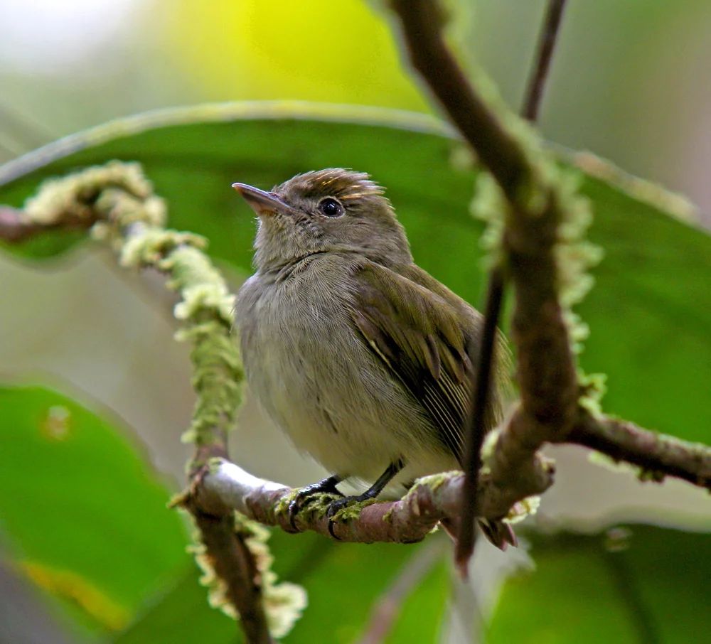 Grüner Gabelschwanz-Tyran (Tyranneutes virescens)