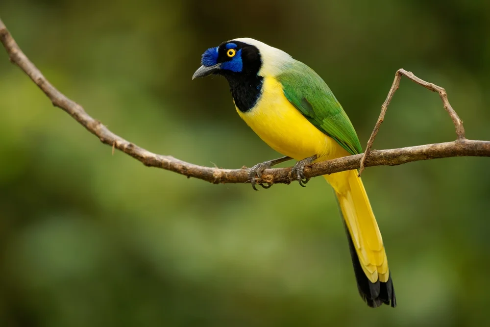 Grüner Gaiskönig (Cyanocorax yncas)