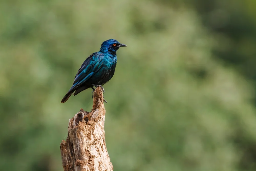 Grüner Glanzstar (Lamprotornis nitens)