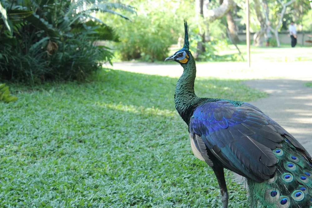 Grüner Pfau (Pavo muticus)