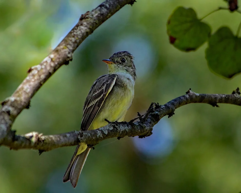Grüner Piprites (Piprites chloris)