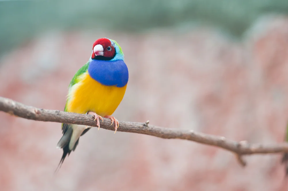Grüner Prachtfink (Erythrura prasina)
