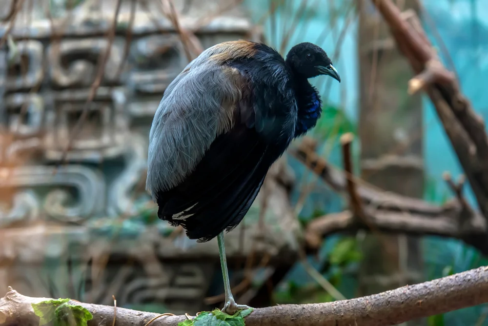 Grüner Trompetervogel (Psophia viridis)