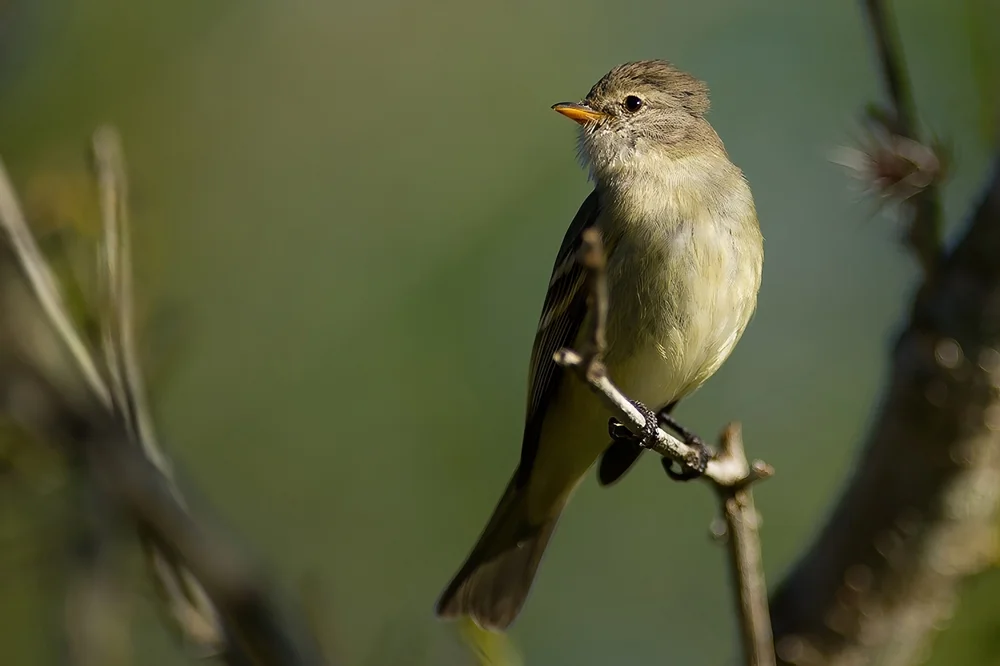 Grüner Tyrann (Phyllomyias virescens)
