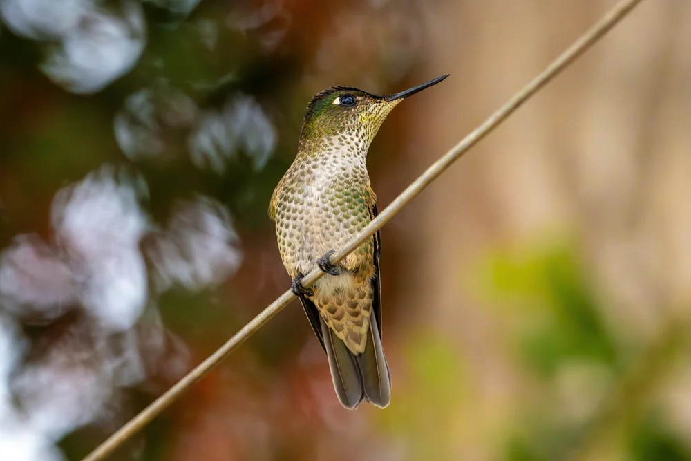 Grünflanken-Feuerkronenkolibri (Sephanoides sephaniodes)