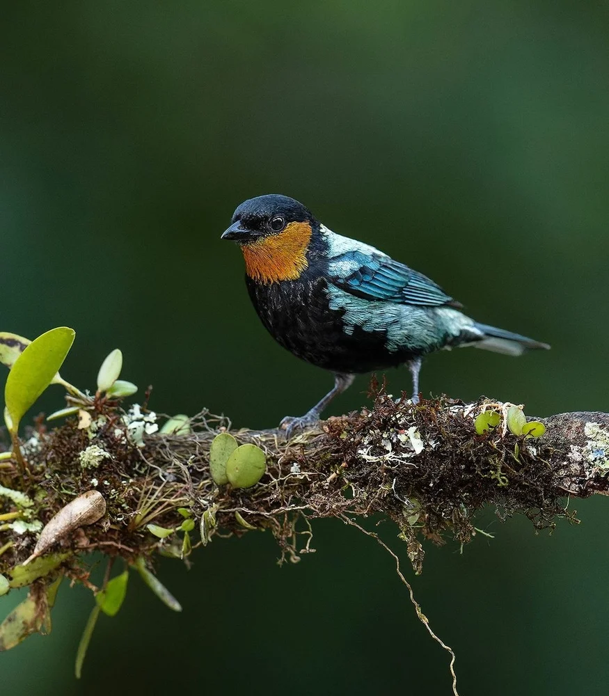 Grünhals-Tangare (Tangera viridicollis)