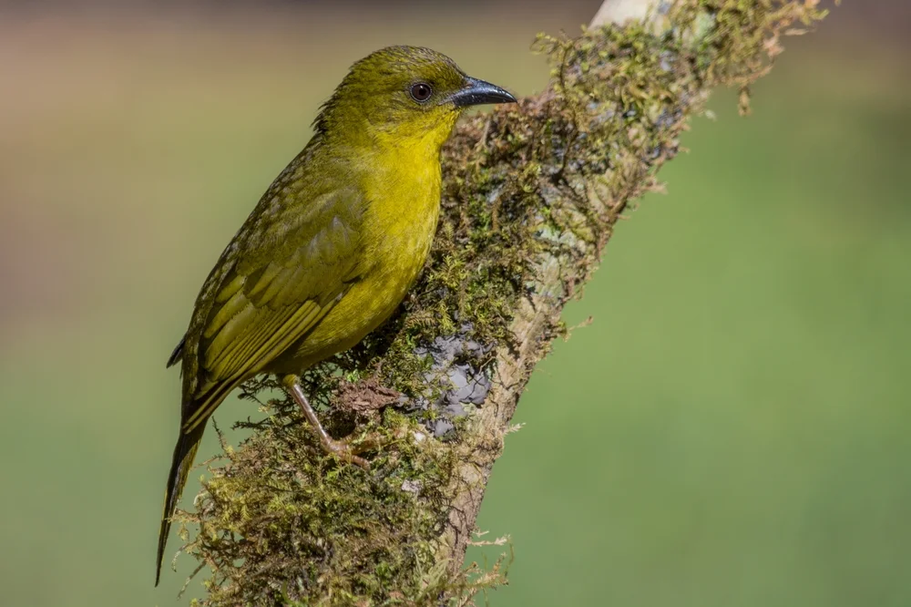 Grünkehl-Baumhacker (Orthogonys chloricterus)