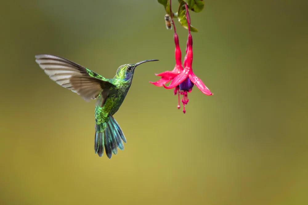 Grünkehlkolibri (Colibri thalassinus)