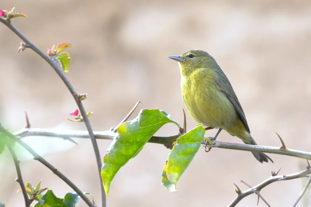 Grünling (Seicercus burkii)
