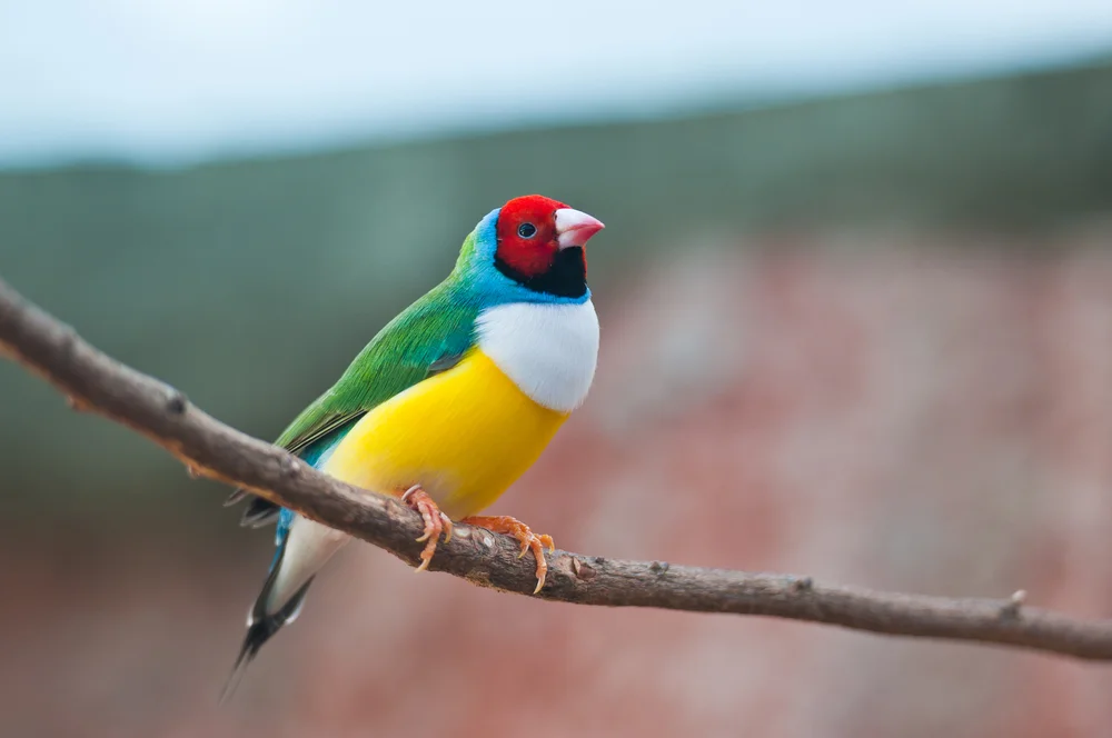 Grünmaske-Prachtfink (Erythrura viridifacies)