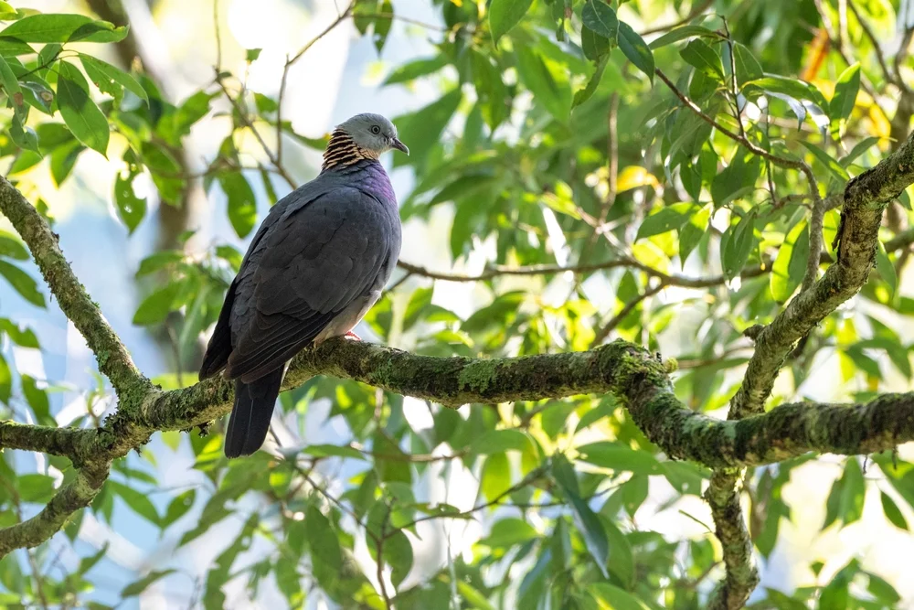 Grünrücken-Felsentaube (Columba pulchricollis)