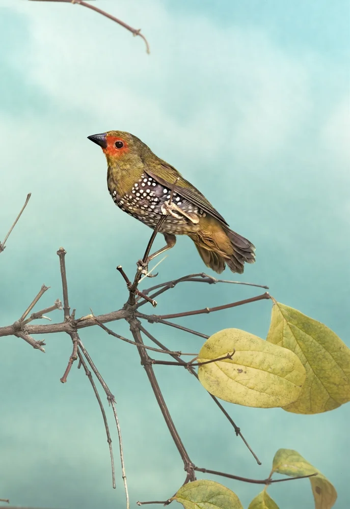 Grünrücken-Glanzvogel (Mandingoa nitidula)