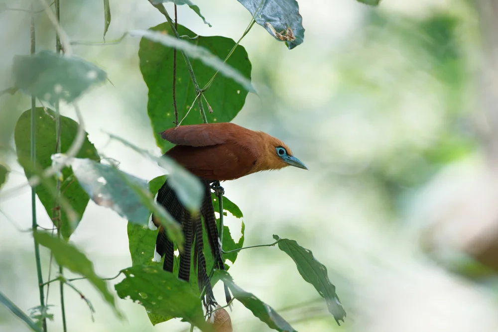 Grünrücken-Schattenpitta (Rhinortha chlorophaea)