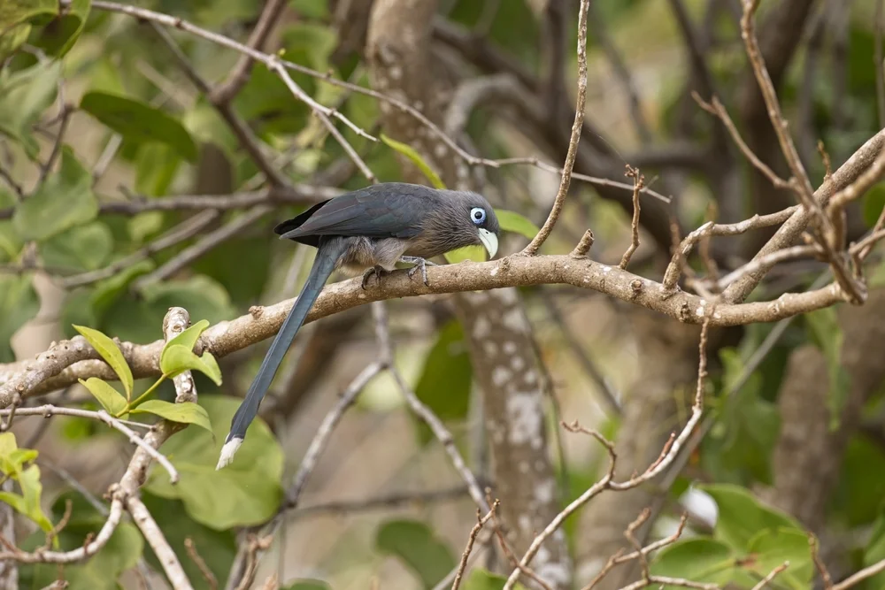Grünschnabelhäher (Phaenicophaeus viridirostris)