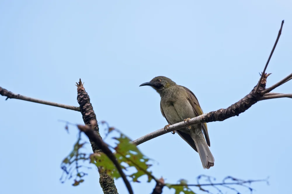 Grünschnäpper (Gymnomyza viridis)