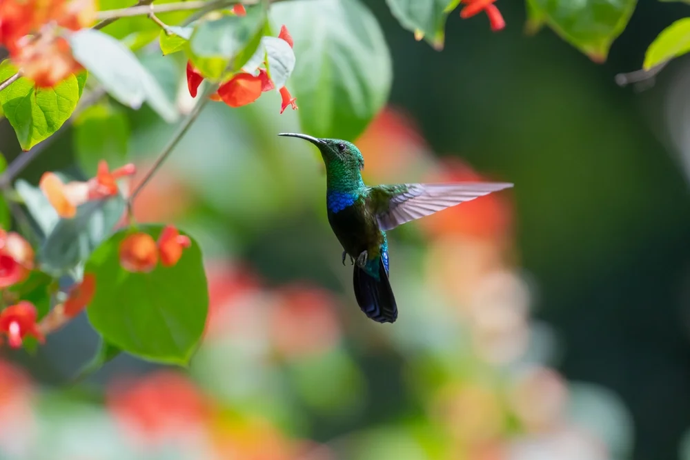 Grünschwanz-Kolibri (Eulampis holosericeus)