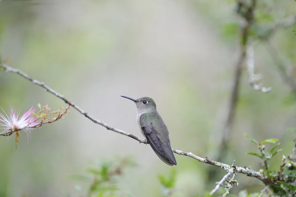 Grünschwanz-Schattenkolibri (Leucippus chlorocercus)