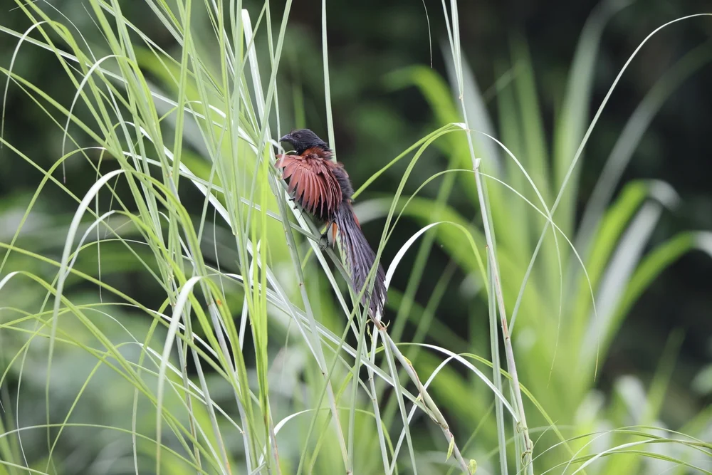 Grünschwanz-Schopfkuckuck (Centropus viridis)