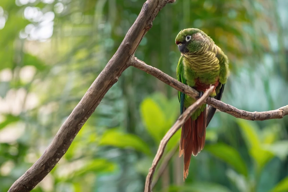 Grünschwanz-Sittich (Pyrrhura viridicata)