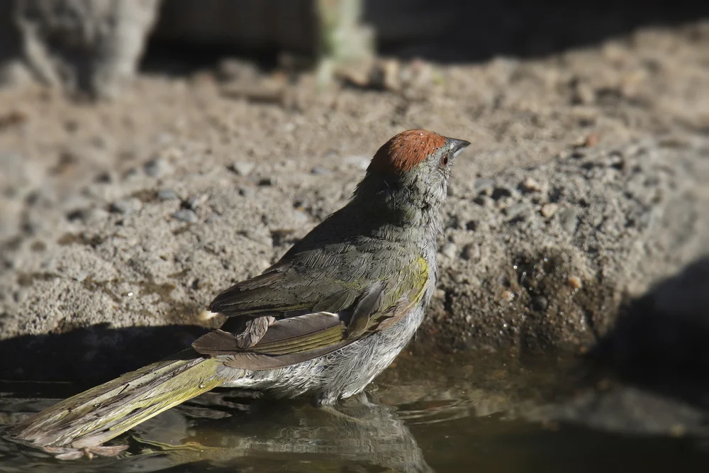 Grünschwanz-Towhee (Pipilo chlorurus)