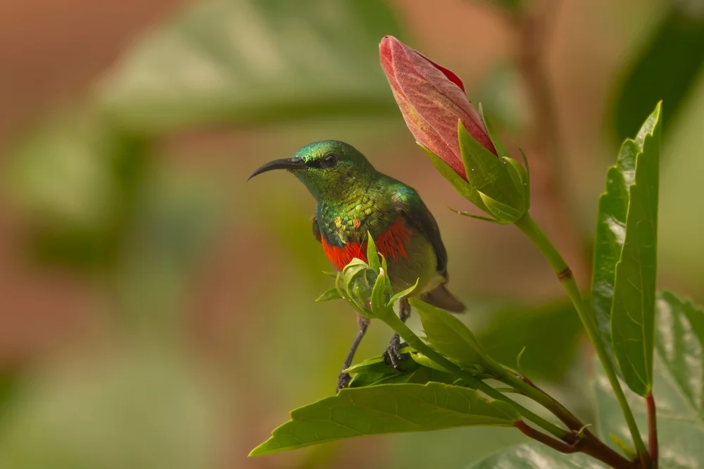 Grünsteiß-Nektarvogel (Cinnyris chloropygius)