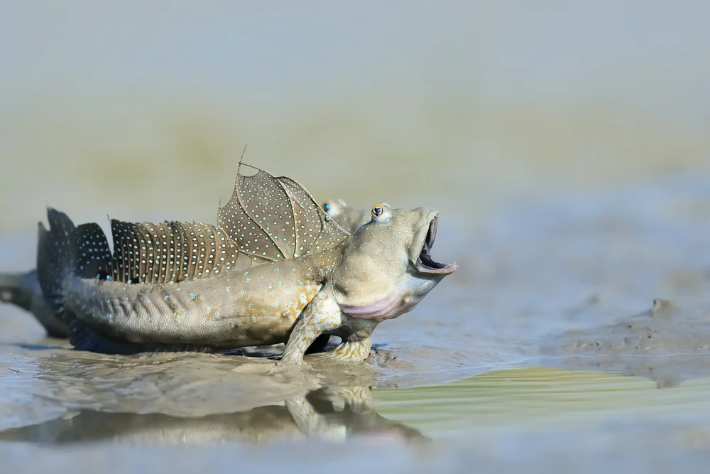 Grundel-Grundeln (Oxudercinae)