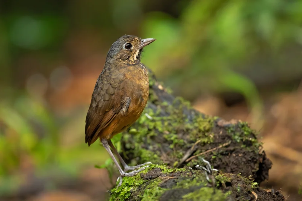 Guatemala-Ameisenpitta (Grallaria guatimalensis)