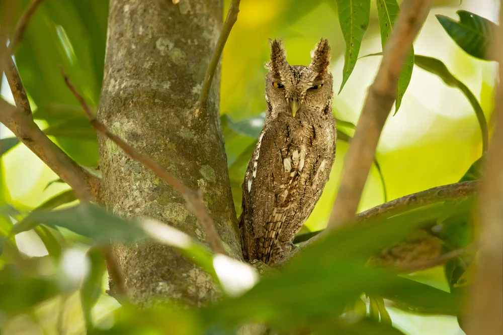 Guatemala-Kreischeule (Megascops guatemalae)