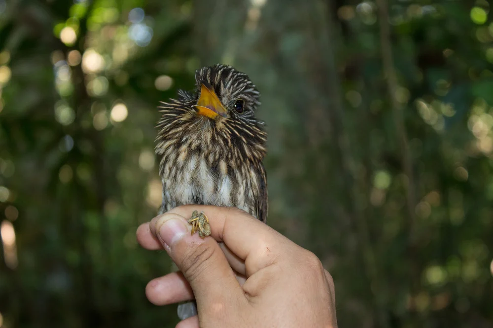 Gürtel-Sägetyrann (Malacoptila semicincta)
