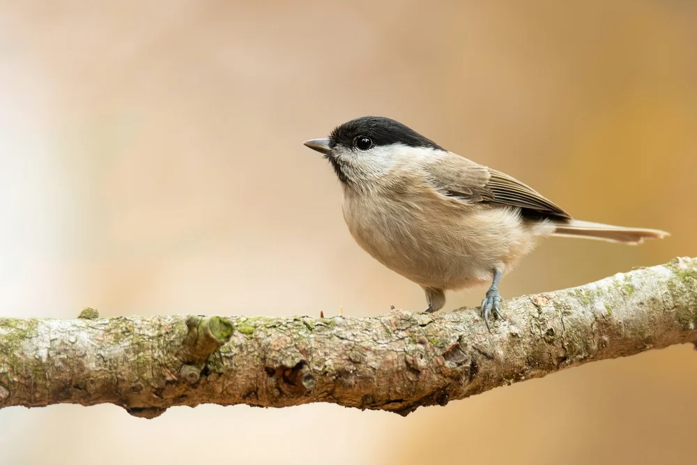 Gürtelmeise (Poecile cinctus)