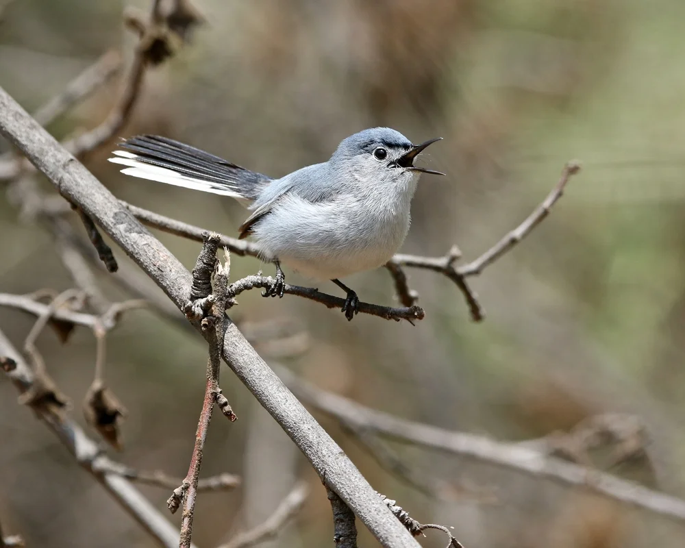 Guiana-Grasmücke (Polioptila guianensis)