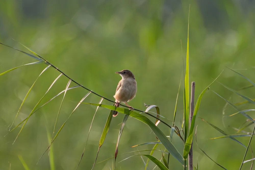 Guinea-Cistensänger (Cisticola guinea)