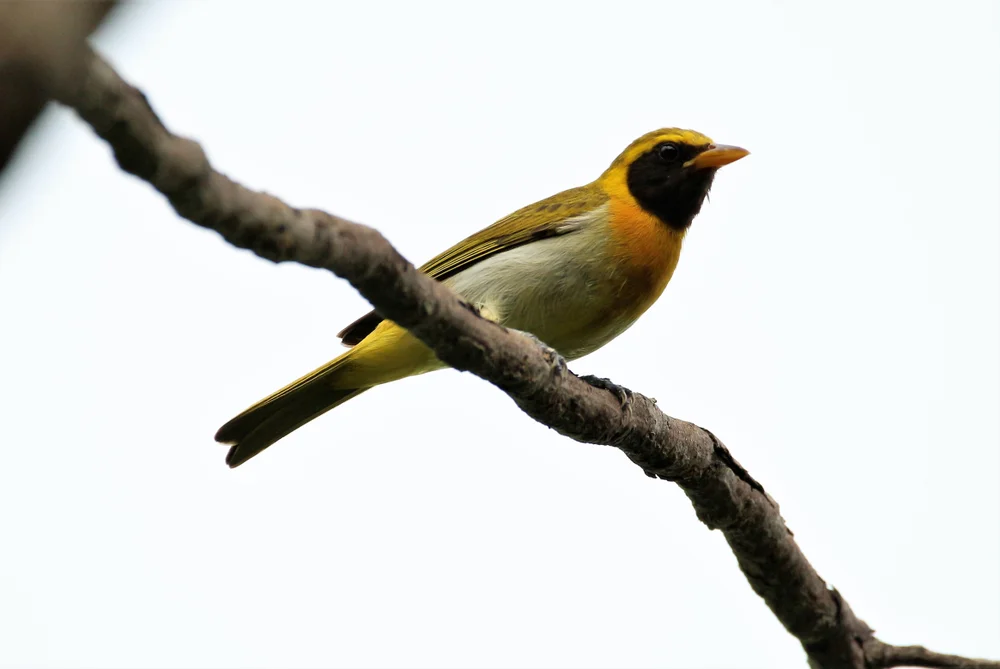 Guiratanager (Hemithraupis guira)