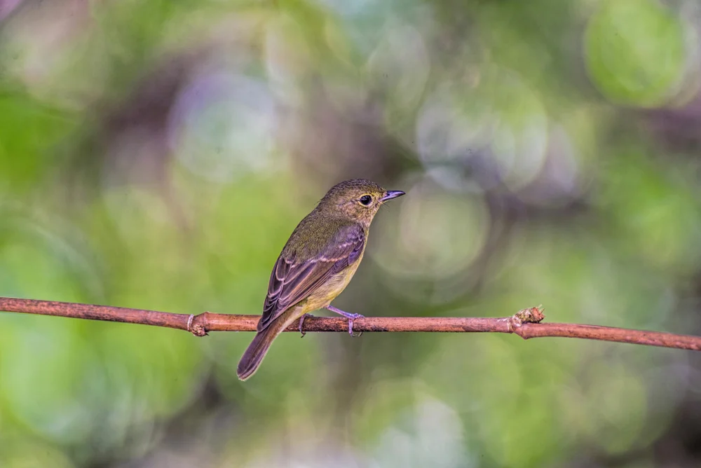 Guises Samtglanzvogel (Ptiloprora erythropleura)