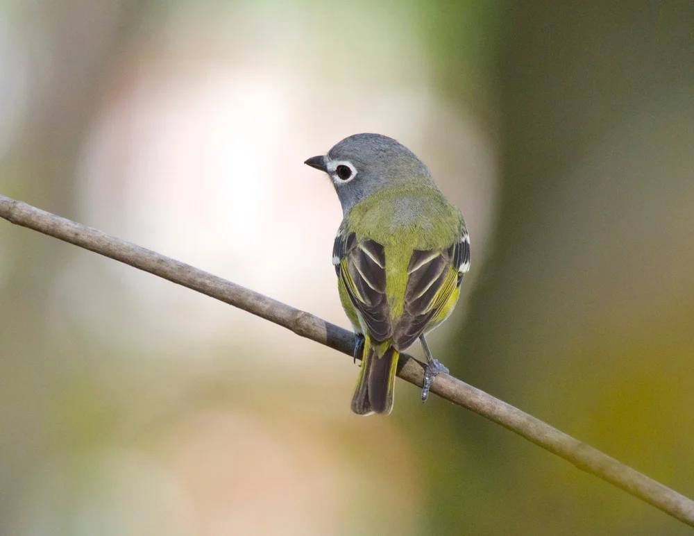 Gundlachs Waldsänger (Vireo brevi ennis)