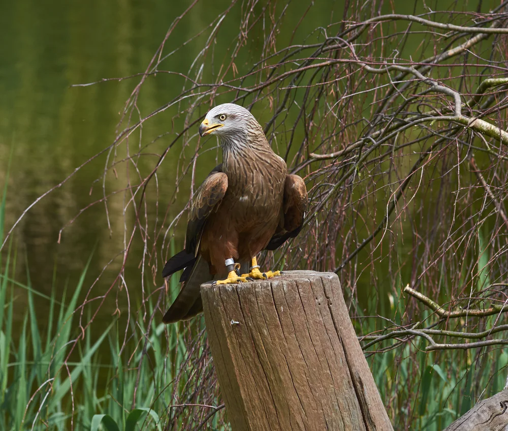 Gurneys Adler (Aquila gurneyi)