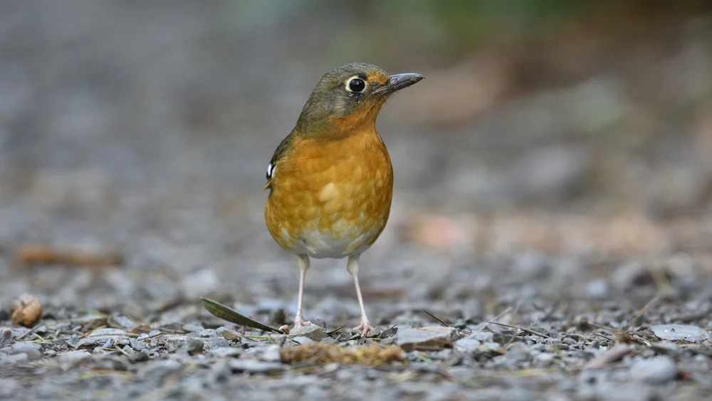 Gurneys Schnarcher (Geokichla gurneyi)