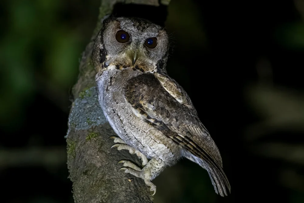 Gurneys Zwergohreule (Otus gurneyi)