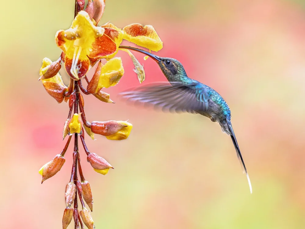 Guy-Schattenkolibri (Phaethornis guy)