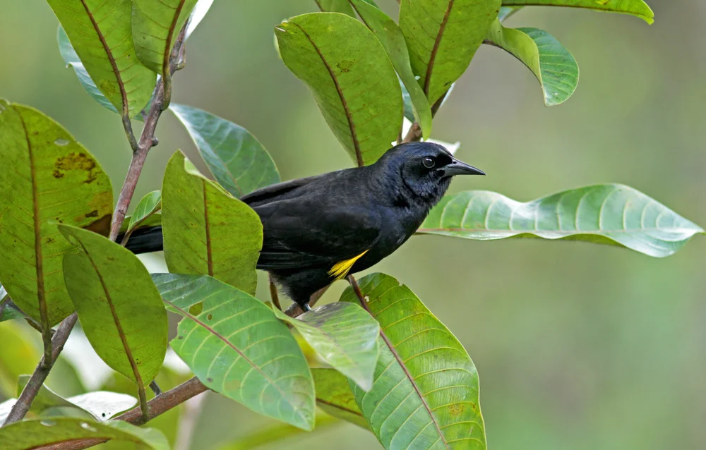 Guyanas Trupial (Macroagelaius imthurni)