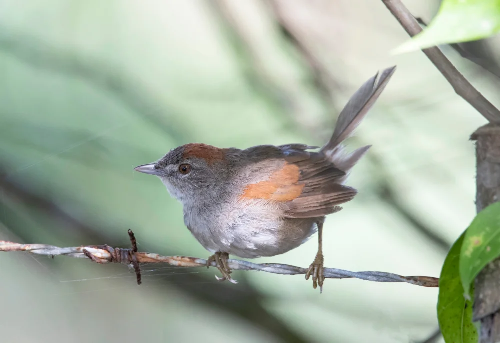 Guyanischer Dornensteiger (Synallaxis gujanensis)