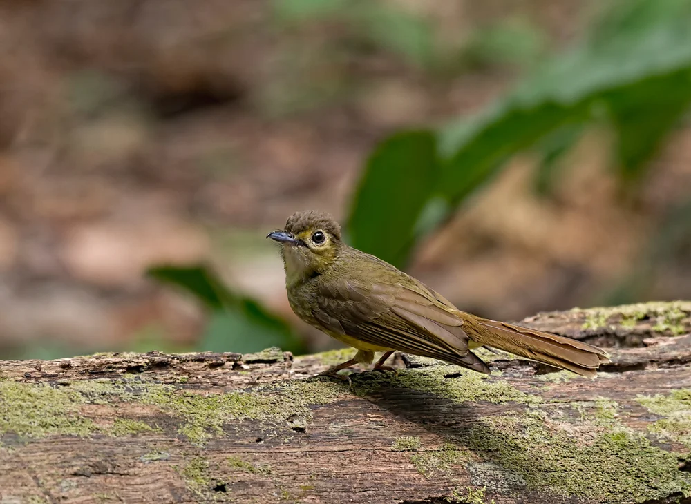 Haarbüschel-Schattenkolibri (Tricholestes criniger)