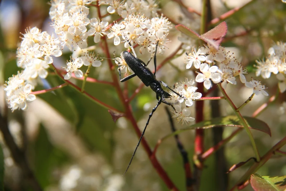 Haarschildiger Halsbock (scutellata)