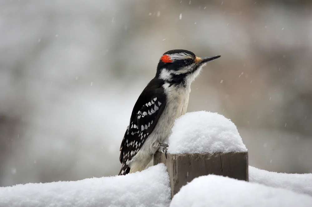 Haarspecht (Leuconotopicus villosus)