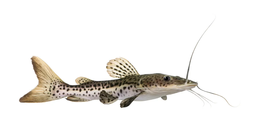 Haarwelse (Trichomycteridae)