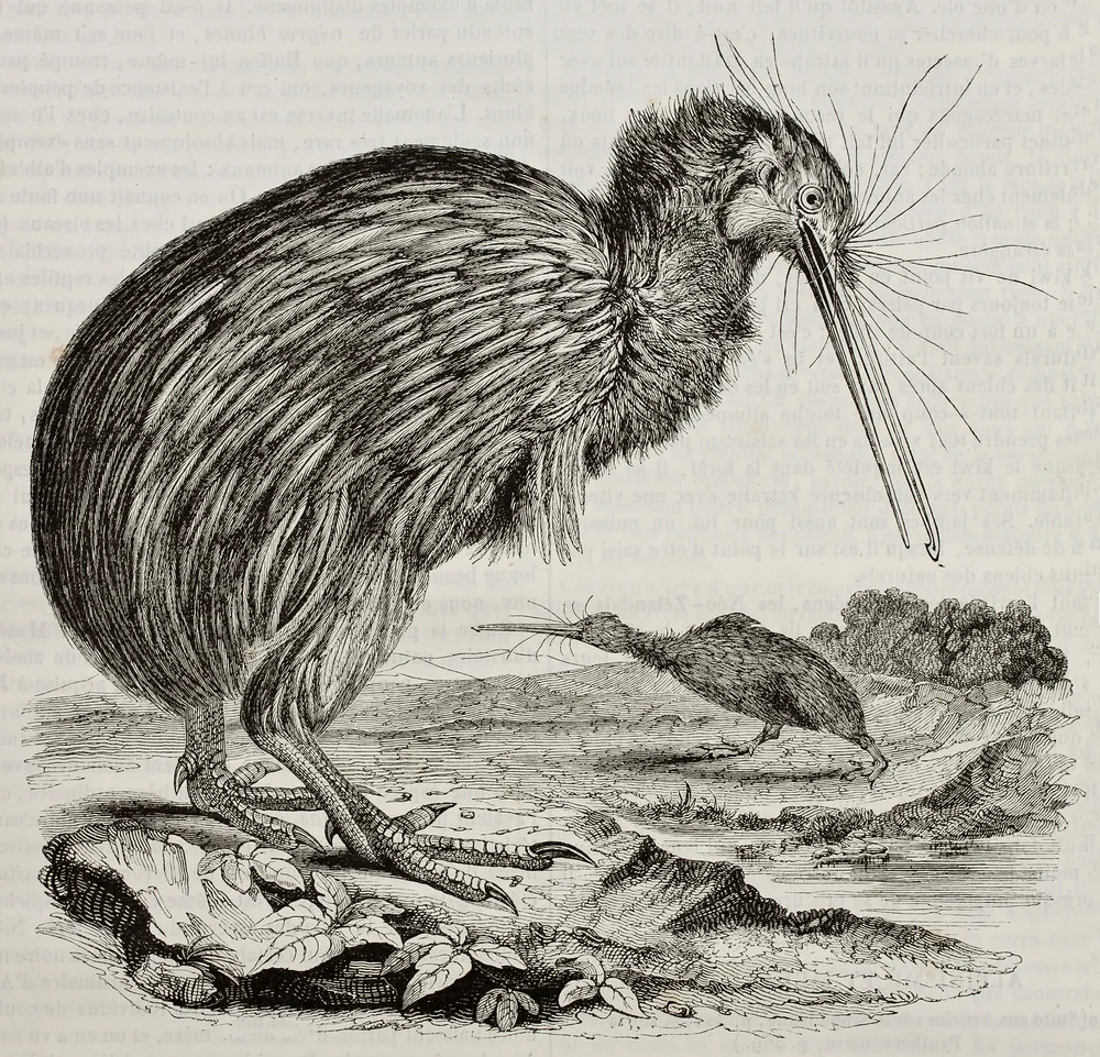 Haastkiwi