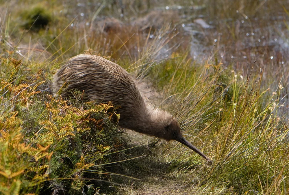 Haasts Kiwi (Apteryx haastii)