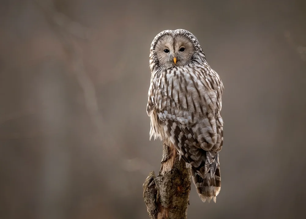 Habichtskauz (Strix uralensis)
