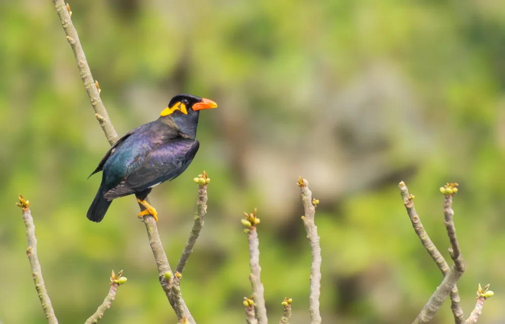 Hähermaina (Myna Gracula indica)